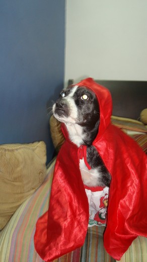 LULU EN HALLOWEEN DIFRAZADA DE CAPERUCITA ROJA. LULU EN HALLOWEEN DIFRAZADA DE CAPERUCITA ROJA.
